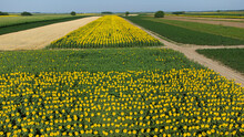 Blooming Sunflower Fields In Vojvodina Seen From Above