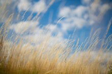Dry Yellow Grass Against The Blue Sky