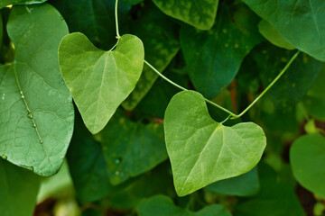 Leaf of  evergreen vine plant 'Aristolochia Iittoralis'