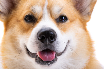 Canvas Print - dog welsh corgi pembroke