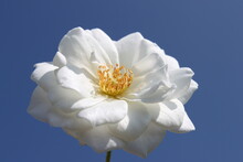 A White Rose Blossom Against The Blue Sky