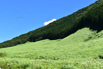 Sticker - 仙石原すすき草原