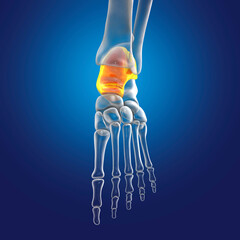 Poster - Human foot anatomy. Talus bone of the foot