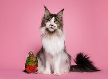 Young Australian King Parrot Getting Feathers, Sitting Beside Adult Maine Coon Cat. Both Looking To The Camera. Isolated On A Soft Pink Background.