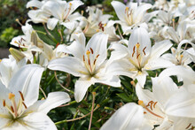 Large Flower Bed Of White Lilies.