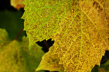 A Vine Leaf Affected By A Dangerous Disease. Close-up Photo.