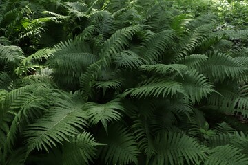  Beautiful fern with lush green leaves growing outdoors