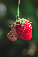 A Small Nimble Snail Climbed Onto A Ripe Red Strawberry