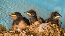 Juvenile Barn Swallows In The Nest