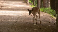 Young Deer Runs Across A Forest Road And Climbs High On The Side Of The Road