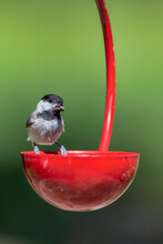 Carolina Chickadee Perched On Small Red Cup Feeder In Louisiana Garden