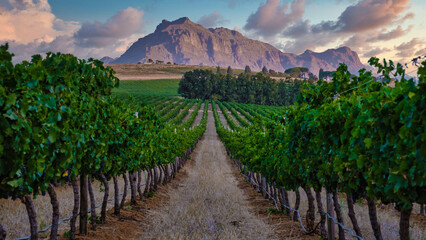 vineyard landscape at sunset with mountains in stellenbosch, near cape town, south africa. wine grap