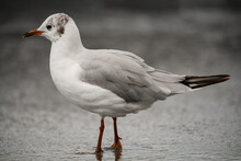 Close-up Side View Of Young Gull Standing On Shore At Water. Blurred Background