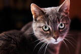 Fototapeta Storczyk - szary kot
