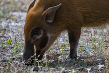 Red River Hog (Potamochoerus Porcu) With Coarse, Rosy Hair Grazing With Its Snout