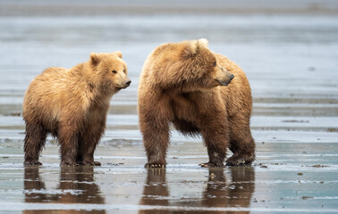 Canvas Print - Alaskan brown bear sow and cub on mudflats at McNeil River