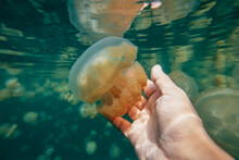 Golden Jellyfish Harmless To People