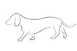 dachshund dog  walk, side view line art - vector