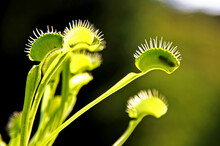 Fly Eaten By A Hungry Venus Fly Trap Plant