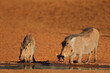 Warthogs (Phacochoerus africanus) drinking at a waterhole, South Africa.
