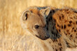 Leinwandbild Motiv Portrait of a spotted hyena (Crocuta crocuta), Etosha National Park, Namibia.