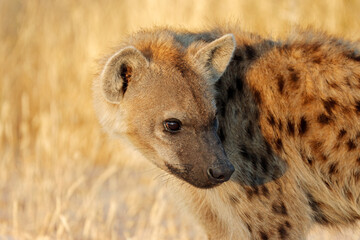 Wall Mural - Portrait of a spotted hyena (Crocuta crocuta), Etosha National Park, Namibia.