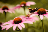 Fototapeta Miasto - motyl, kwiat, motyl na kwiatku, motylek, działka