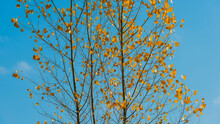 Branches With Remnants Of Yellow Foliage Against The Sky.