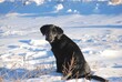 Black Lab pup in winter 