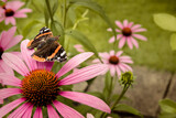 Fototapeta Miasto - motyl na kwiatku