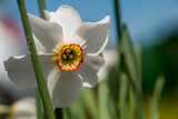 Fototapeta Miasto - zawilec wiosna lato kwiat