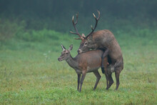 Two Red Deer, Cervus Elaphus, Mating On Meadow In Autumn Mist Nature. Pair Of Brown Mammals Copulating On Grassland In Fall Fog. Hind And Stag Reproduction On Field.