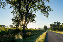 Sunrise Along A Country Road With The Sun Forming A Starburst Through A Tree And A Cornfield Behind The Tree And A Blue Sky.