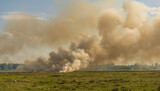 Fototapeta Tęcza - Field fire damages nature, burning grass, natural fires
