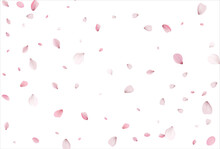 Sakura Petals Background. Cherry Petals Backdrop