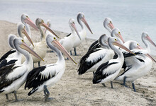 Flock Of Pelicans Standing Together On Sandy Foreshore