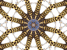An Abstract Pattern Made By Taking A Photo Of A Garden Spider And Applying Fractal Mirroring.