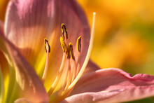 Closeup Of A Pink And Yellow Lily Flower