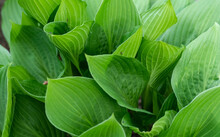 Funkia, A Garden Plant With Large Leaves. Leaves With A Visible Vessel Structure. Big Green Leaves.