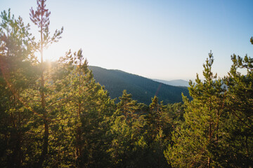 Coniferous trees in nature against mountain