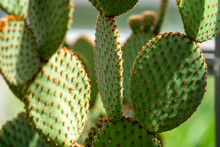 Close Up Of Cactus, Wallpaper Background, Pattern Background, Patterns