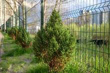 Skyrocket Junipers Hedges As House Green Fence From Street Side