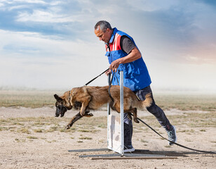 Poster - training of belgian shepherd