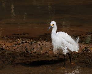 Poster - A white heron wandering in shallow water looking for prey