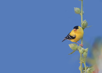 Wall Mural - Close up view of Goldfinch bird on a plant