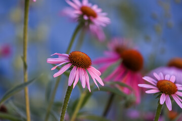 Sticker - Cone flowers against blue background, selective focus.