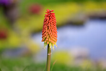 Red Hot Poker Plant By The Lake.