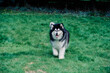 A malamute dog on grass