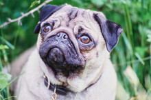 A Close Up Of A Pug In Grass