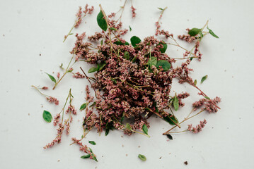 Pink flowers of persicaria tinctoria on a white background 